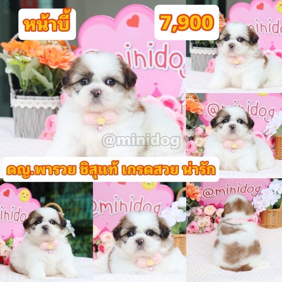 ชิสุแท้เกรดสวย