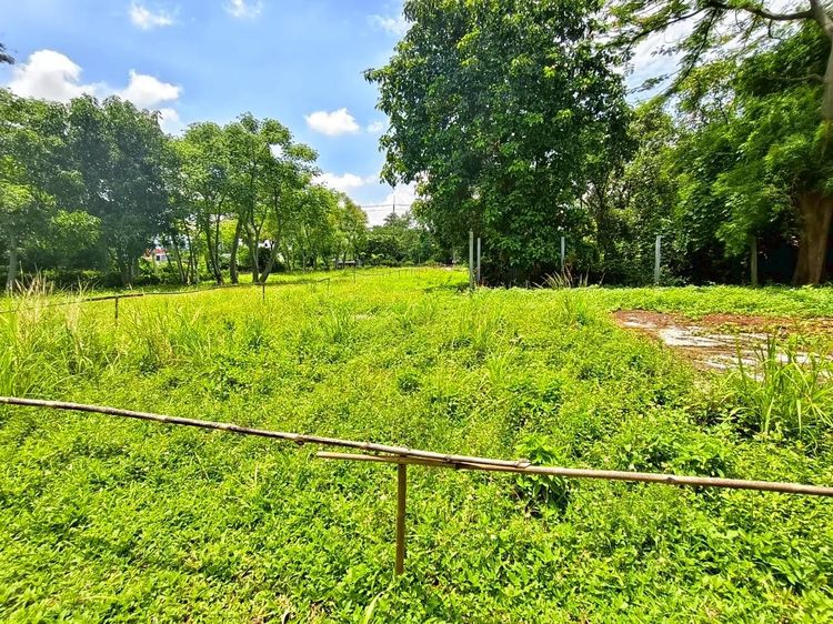 ไม่มี บ้านพร้อมที่ดิน 3 ไร่ 85 ตร.ว.  รูปที่ 4