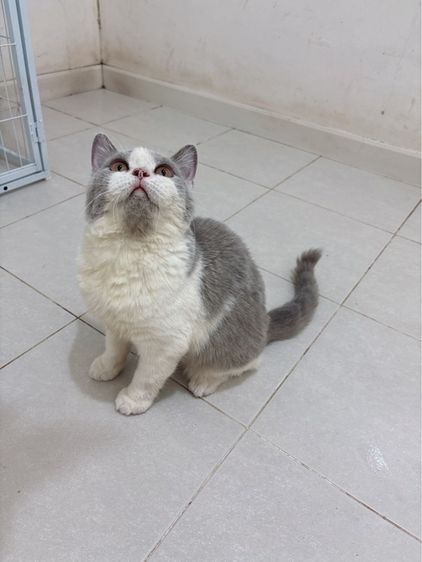 บริติช ชอร์ตแฮร์ (British Shorthair) ดญ.บริติชช็อตแฮร์