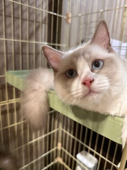 แร็กดอลล์ (Ragdoll) ลูกแมวแร็กดออล์
