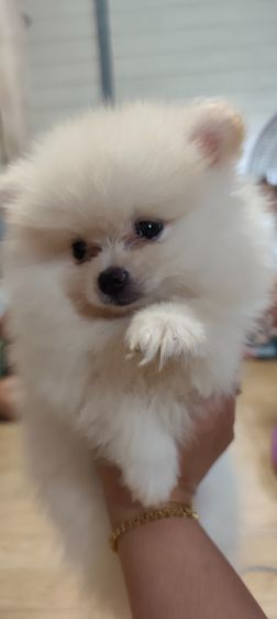 น้องหมาหาเจ้าของ รูปที่ 12