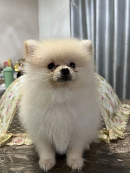น้องหมาหาเจ้าของ รูปที่ 11