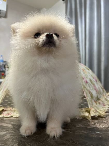 น้องหมาหาเจ้าของ รูปที่ 6