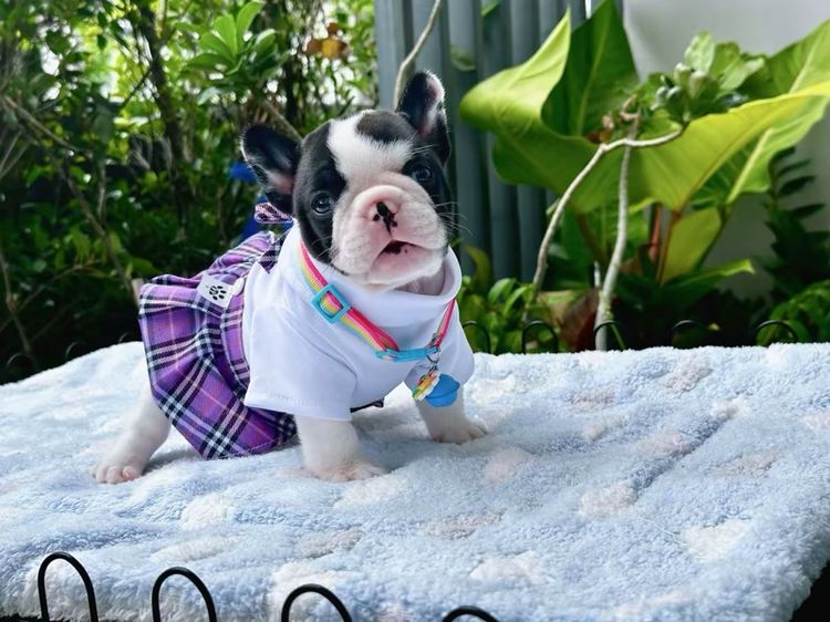 เฟรนช์ บูลด็อก (French Bulldog) เล็ก เฟรนบลูด็อก ชาย ลายวัว
