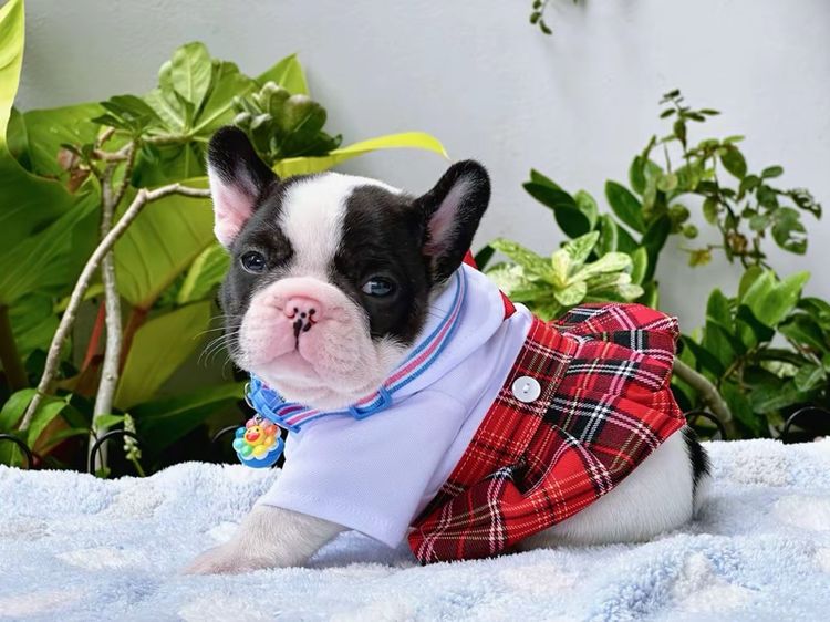 เฟรนช์ บูลด็อก (French Bulldog) เล็ก เฟรนบลูด็อก ชาย ลายวัว