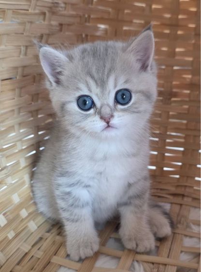 บริติช ชอร์ตแฮร์ (British Shorthair) สาวน้อยบริติซ ชอทเเฮร์