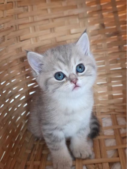 สาวน้อยบริติซ ชอทเเฮร์ รูปที่ 3