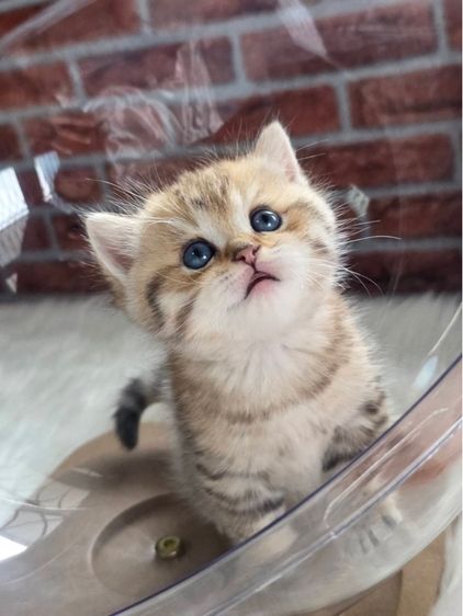 BritishShorthair