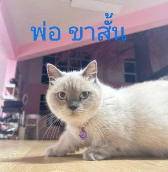 เด็กชาย  มันช์กิ้น สก็อตติช รูปที่ 4