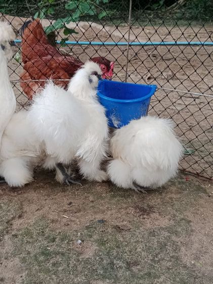 ไก่ชิลกี้ รูปที่ 13