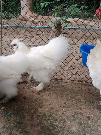 ไก่ชิลกี้ รูปที่ 2