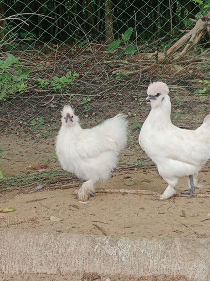 ไก่ชิลกี้ รูปที่ 7