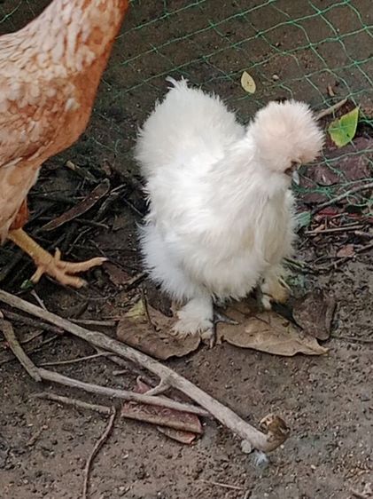 ไก่ชิลกี้ รูปที่ 6
