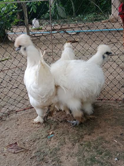 ไก่ชิลกี้ รูปที่ 3