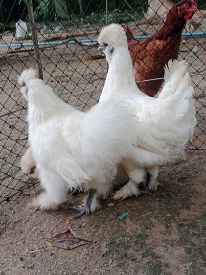 ไก่ชิลกี้ รูปที่ 9