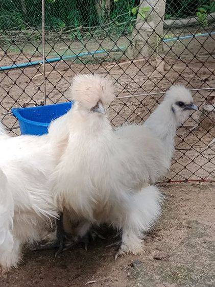 ไก่ชิลกี้ รูปที่ 10