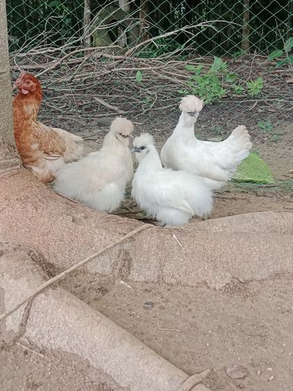 ไก่ชิลกี้ รูปที่ 4