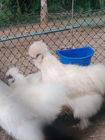 ไก่ชิลกี้ รูปที่ 12