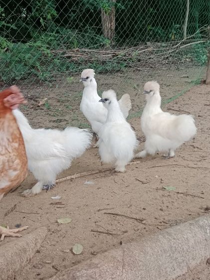 ไก่ชิลกี้ รูปที่ 5