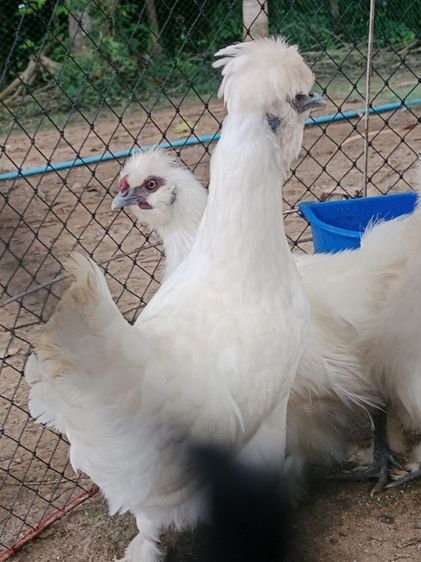 ไก่ชิลกี้ รูปที่ 8