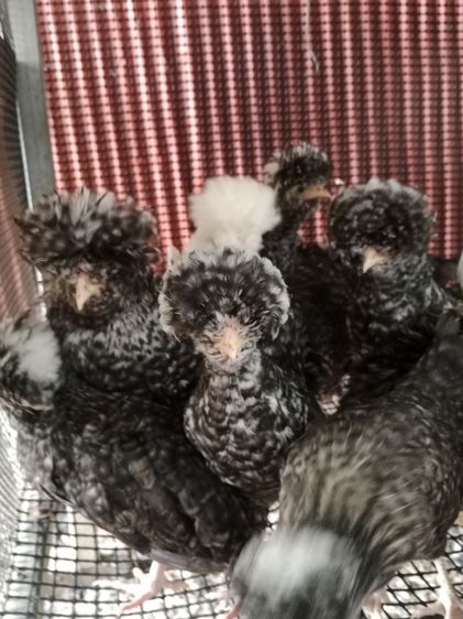ไก่โปแลนด์ รูปที่ 3
