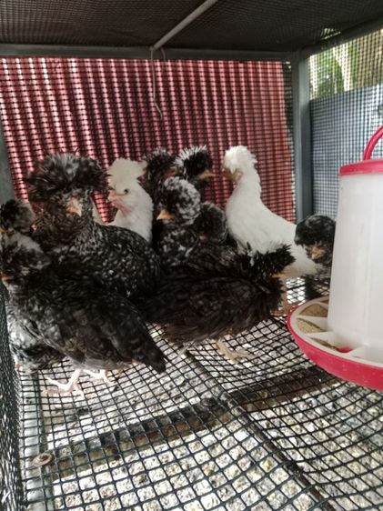 ไก่โปแลนด์ รูปที่ 5