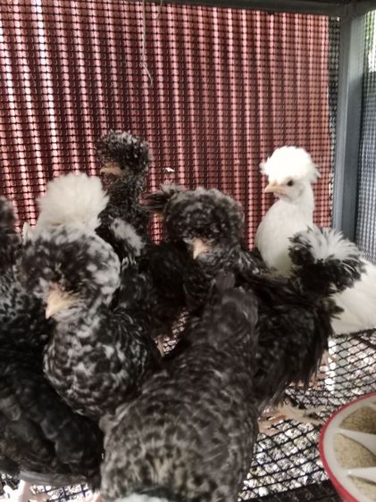 ไก่โปแลนด์ รูปที่ 4