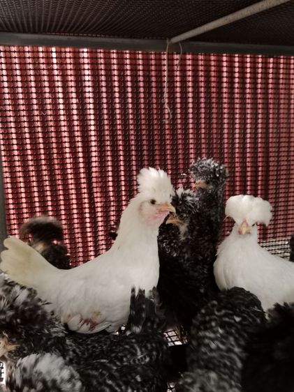 ไก่โปแลนด์ รูปที่ 2