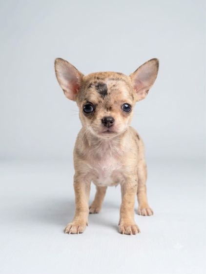ชิวาวา (Chihuahua) เล็ก ชิวาวา สีเมอร์เรย์