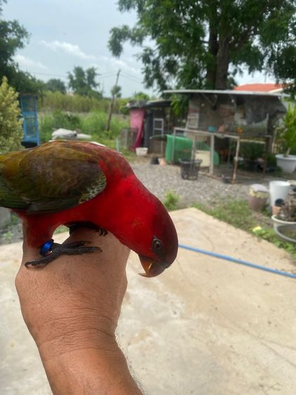 นกโนรี