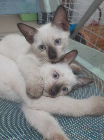 วิเชียรมาศ (Siamese Cat) แมววิเชียรมาศแท้ มีใบเพด