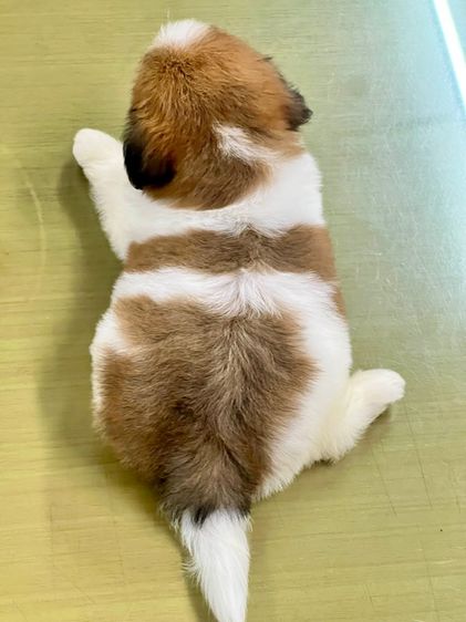 ลูกสุนัขพันธุผสม รูปที่ 5