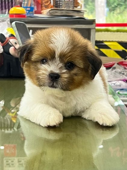 ลูกสุนัขพันธุผสม รูปที่ 3
