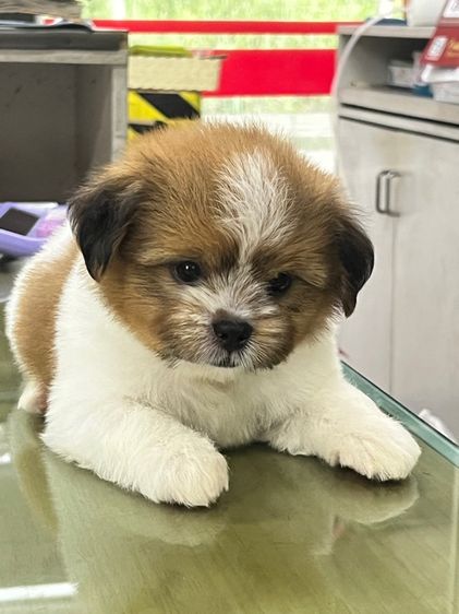 ลูกสุนัขพันธุผสม รูปที่ 2