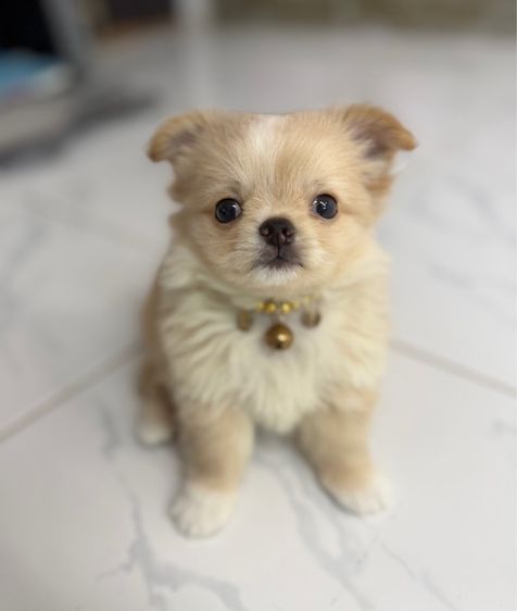 น้องชิวาวาขนยาเพศผู้ รูปที่ 5