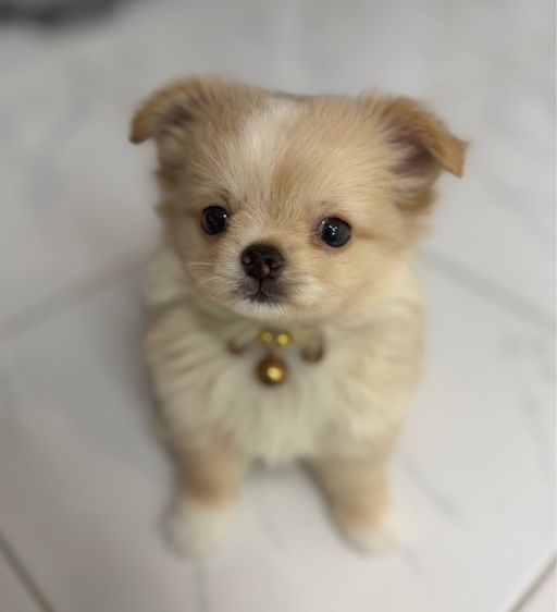 น้องชิวาวาขนยาเพศผู้