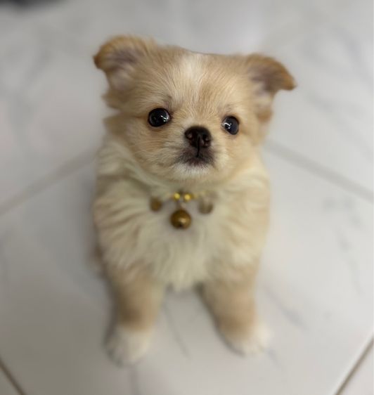 น้องชิวาวาขนยาเพศผู้ รูปที่ 2