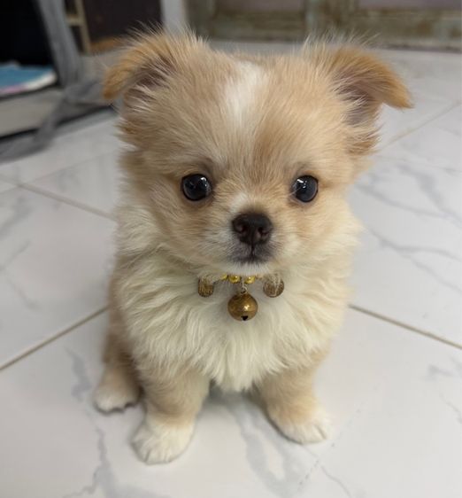 น้องชิวาวาขนยาเพศผู้ รูปที่ 3