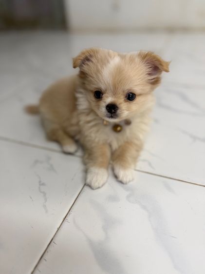 น้องชิวาวาขนยาเพศผู้ รูปที่ 4