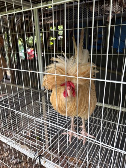 ไก่โปแลนด์เพศผู้ รูปที่ 3