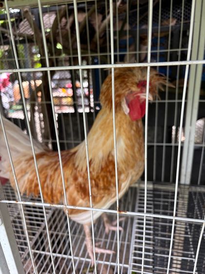 ไก่โปแลนด์เพศผู้ รูปที่ 2