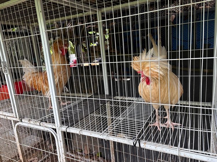ไก่โปแลนด์เพศผู้ รูปที่ 6