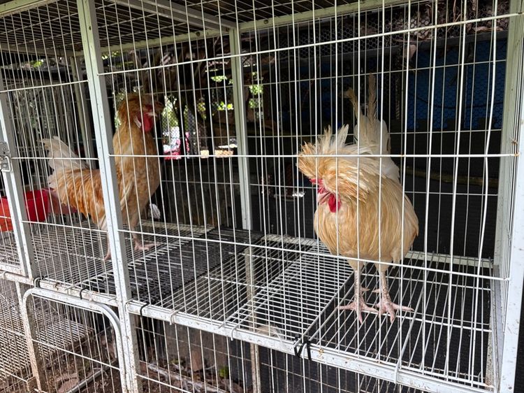 ไก่โปแลนด์เพศผู้ รูปที่ 5