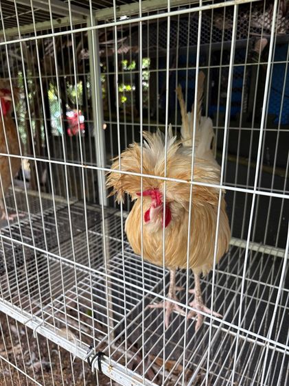 ไก่โปแลนด์เพศผู้ รูปที่ 4