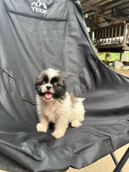ชิสุ เพศเมีย