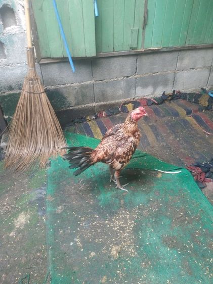 ขายไก่น้าคางกับไก่น้าหงอนมี2ตัวลูกแซกับลูกหนุมติดต่สอบถามได้ครับ รูปที่ 4