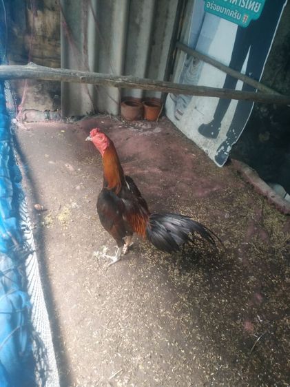ขายไก่น้าคางกับไก่น้าหงอนมี2ตัวลูกแซกับลูกหนุมติดต่สอบถามได้ครับ รูปที่ 5
