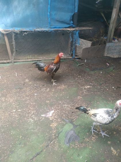 ขายไก่น้าคางกับไก่น้าหงอนมี2ตัวลูกแซกับลูกหนุมติดต่สอบถามได้ครับ รูปที่ 6