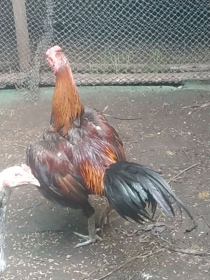 ขายไก่น้าคางกับไก่น้าหงอนมี2ตัวลูกแซกับลูกหนุมติดต่สอบถามได้ครับ