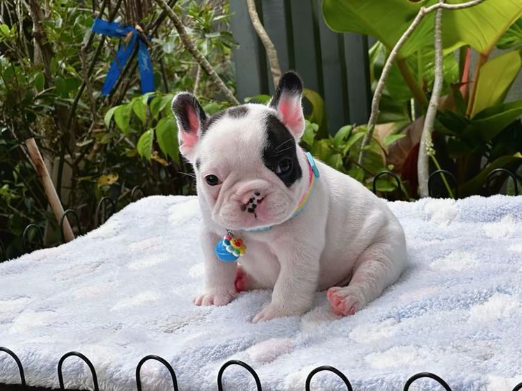 เฟรนช์ บูลด็อก (French Bulldog) เล็ก เฟรนบลูด็อก ชาย ลายวัว